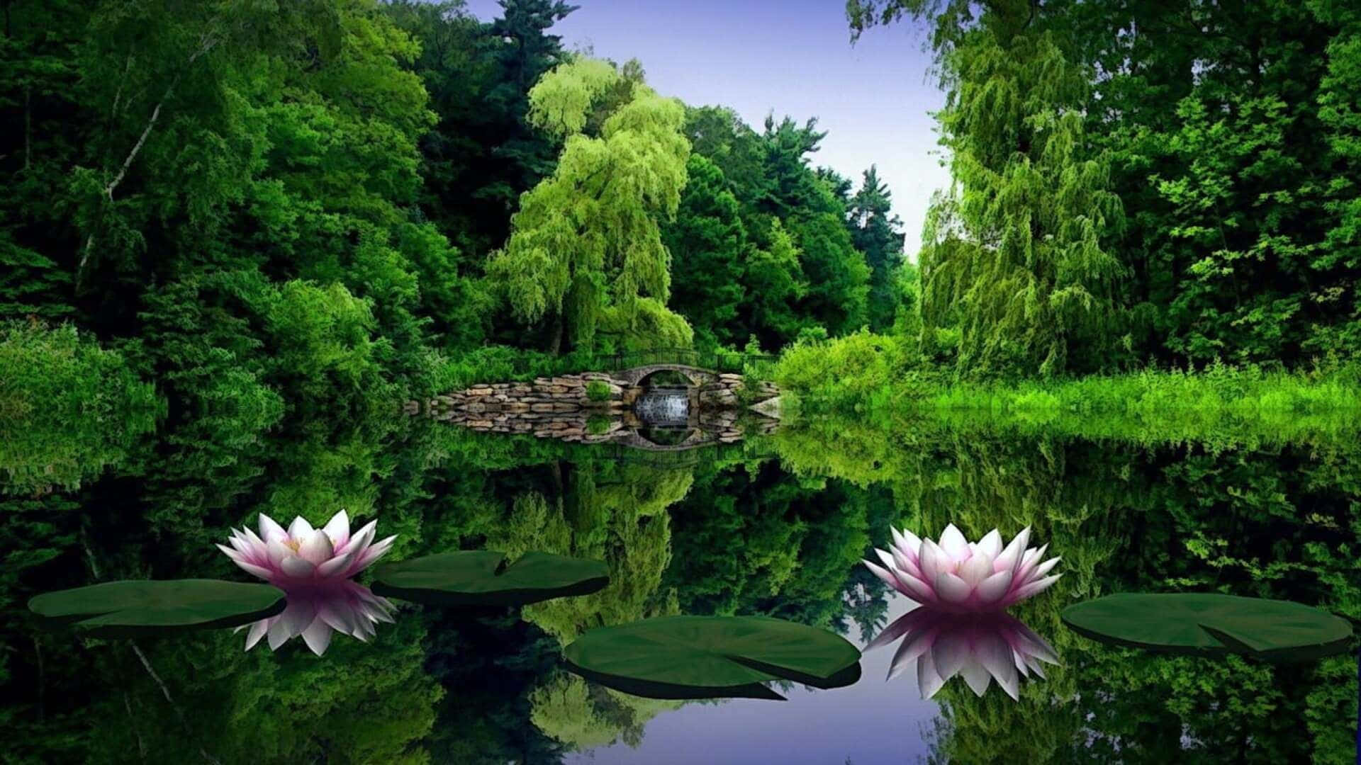 Nature Photography
